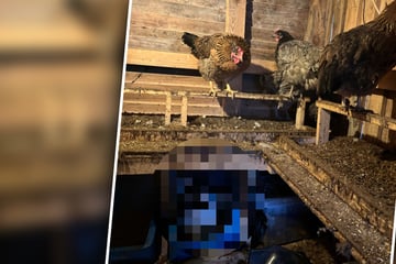 Kuriose Serie: Kaninchendiebin schlägt wiederholt zu - Mann findet Überraschung im Hühnerstall