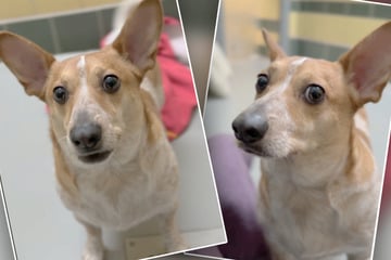 Vermittlungs-Drama um Hund Rico: Jetzt sucht er schon sein drittes Zuhause