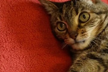 Kleine Diva sucht ruhiges Zuhause: Wer schenkt der Katzenoma ein Für-immer-Zuhause?