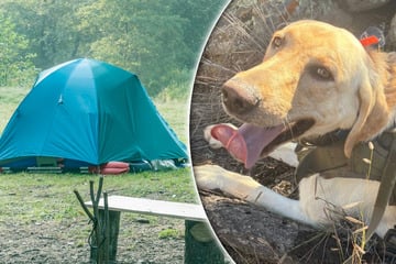 Drei Kinder vermisst: So konnte Polizeihund Arch bei der Suche helfen