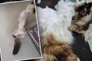 Abgemagert und voller Schnittwunden: Tierretter entsetzt über Anblick von Katze