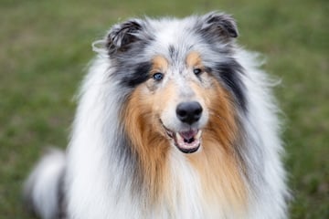Das sind 7 der berühmtesten Hunde der Welt! Kennt Ihr sie alle?