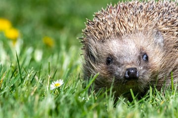 Tierheim teilt dramatische Story: Igel von Mähroboter regelrecht skalpiert
