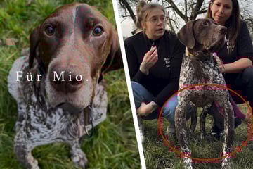 Beine gebrochen: Schwer misshandelter Hund hat Liebe zu Menschen nicht verloren