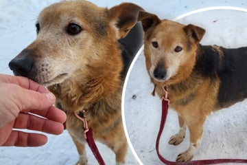 Er wartet bereits seit Jahren im Tierheim: Wer schenkt Bax endlich ein Zuhause?