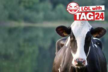 Joke of the Day for August 4, 2025: An animal joke to moo-ve you with laughs!