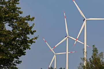 Dresden: Windräder in Sachsens Wäldern - BUND fordert strengere Regeln für Wald-Windkraft