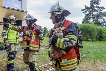 Mutiger Anwohner rettet Katzen aus Brandwohnung