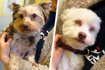 Menschen tragen für Ernies Schicksal Verantwortung, doch Bert sind Handicaps egal