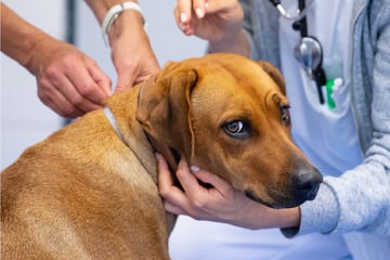 Rettung in letzter Sekunde: Zwei Hunde und eine Katze aus Horror-Wohnung befreit!