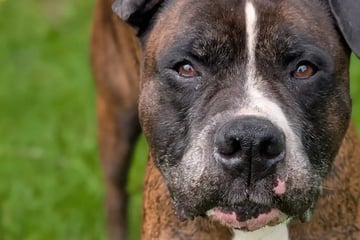 Er will nicht im Tierheim alt werden: Wer hat ein Herz für "Krüppelohr" Oskar?