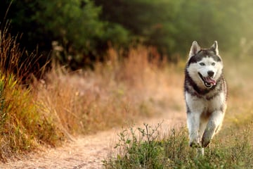 Husky tötet Lamm: Besitzer macht sich danach aus dem Staub
