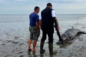 Wal an Nordseeküste gestrandet: Jäger erschießt das "orientierungslose" Tier