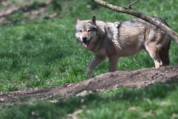 Dieses Team soll Wölfe erlegen: Darum darf sie keiner kennen