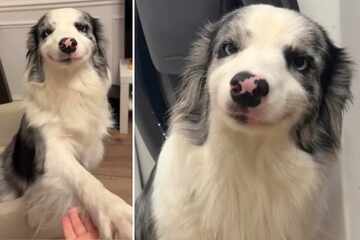 "Smiling" dog with star birthmark is straight out of a Disney film: "Most magical dog I've ever seen"