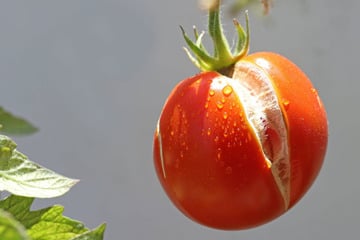 Plötzlich ein Riss in der Frucht: Warum platzen Tomaten auf?