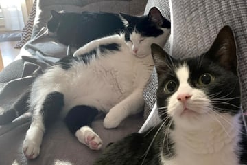 Katzen-Schwestern müssen plötzlich ihr Bündel packen: Was wird aus Catlyn und Miyabi?