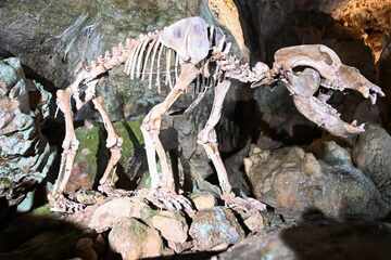 15,000 years old: The bear cave has its bear back