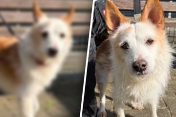 Kleiner Hund aus sehr schlechter Haltung gerettet: Jetzt träumt er von liebevollem Zuhause