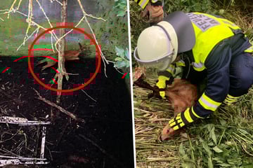 Feuerwehr rettet Rehkitz aus drei Meter tiefer Grube