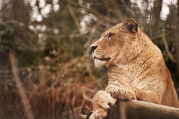 Besucher sehen zu: Mann (†19) klettert in Löwengehege und wird tödlich attackiert