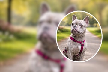 Junge Bulldogge Käthe sucht neues Zuhause, doch nicht jeder kommt infrage