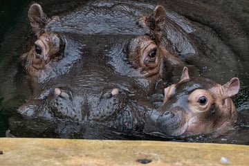 Kleiner Hippo, großes Abenteuer: Flusspferd-Baby erobert Berliner Zoo!