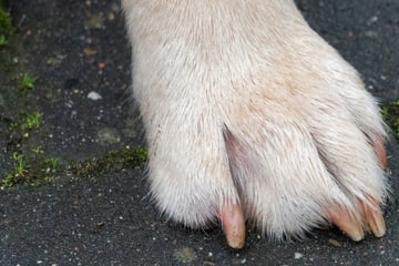 Zahlreiche Hunde müssen in Thüringen für Tierversuche herhalten