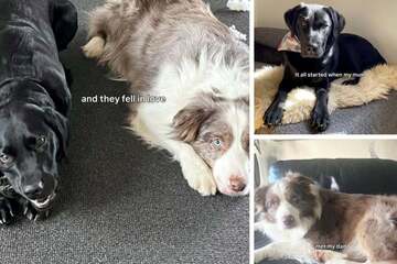 Border Collie and Labrador produce surprising offspring: what does their puppy look like?