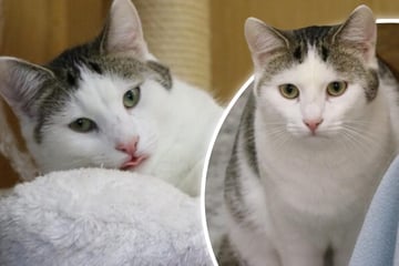 Kuschel-Kater Uwe sucht ein liebevolles Zuhause