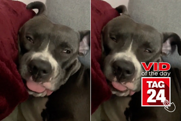 Viral Video of the Day for April 17, 2024: Dog's wild sleeping expressions wow TikTokers!