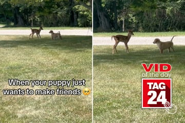 Viral Video of the Day for September 20, 2024: Puppy caught making friends with wild deer outside!