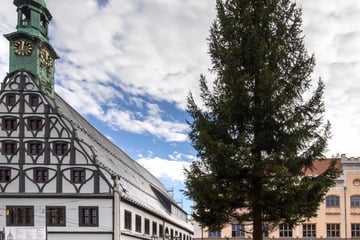 Pünktlich zum Sommeranfang: Weihnachtsbaum für Zwickau gesucht