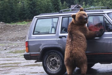 Insurance fraudsters dress as bears and wreck their own cars in Los Angeles