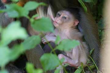 Süßer Nachwuchs im Dresdner Zoo: So heißt der kleine Kerl