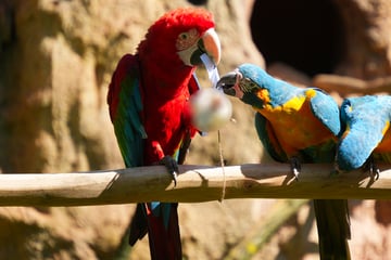 Deutschland auf Höhenflug? Das verspricht das Arakel für das Spiel gegen die Elfenbeinküste