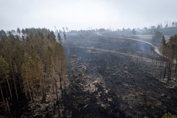 Waldbrand in Thüringen mit lang nicht mehr erfasstem Ausmaß: "Das ist schon heftig"