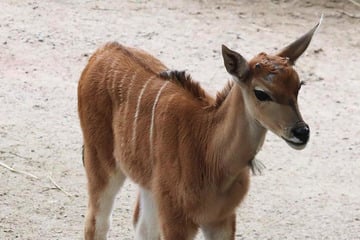 Sie gelten als stark bedroht! Seltener Elenantilopen-Nachwuchs im Tierpark Hagenbeck