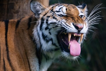 Tiger fällt Pfleger im Gehege an - wenig später ist der Mann tot