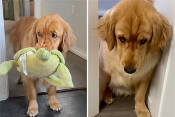 Golden Retriever ist immer traurig: Als Besitzer ihr einen Welpen holen, schmelzen so viele Herzen