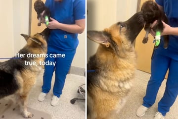 Welpe hat schweren Start ins Leben: Als Hundemutter die Kleine endlich wiedersieht, ist es das pure Glück