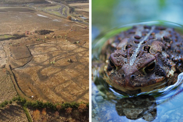 Mysteriöse Froschknochen aus der Eisenzeit entdeckt: Archäologen stehen vor einem Rätsel