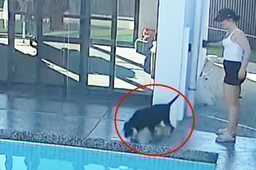 Frau hat Angst, dass Hund in Pool fällt: Was dann passiert, lässt kein Auge trocken