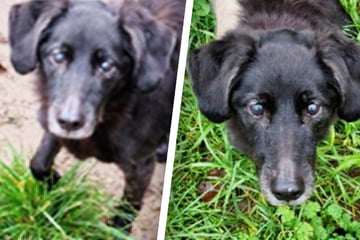 Struppi hatte kein leichtes Leben, wird für Hunde-Opa jetzt endlich alles besser?