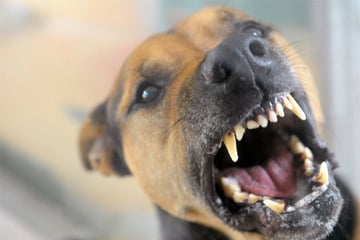 Stuttgart: Hund beißt Neunjährigen in Stuttgart: Tierschützer stellen wichtige Forderung