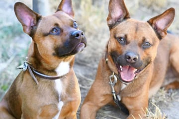 Französische Bulldogge und Australian Shepherd bekommen Pacco, der ein Problem hat
