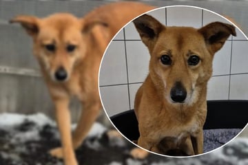 Traurige Hündin vermisst ihr Zuhause: Findet Sofia noch einmal ihr Glück?