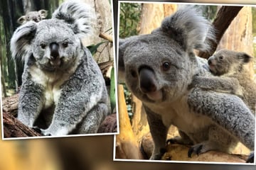 Geheimnis um Leipzigs Koala-Baby gelüftet! Jetzt sucht der Zoo einen Namen