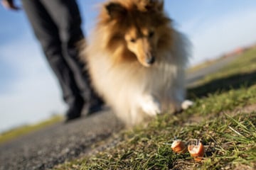 Hunde-Essen mit Nägeln ausgelegt: Tierquäler in Erfurt unterwegs