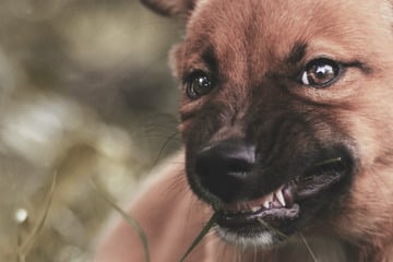 Puppy teething: When, why, and what to do